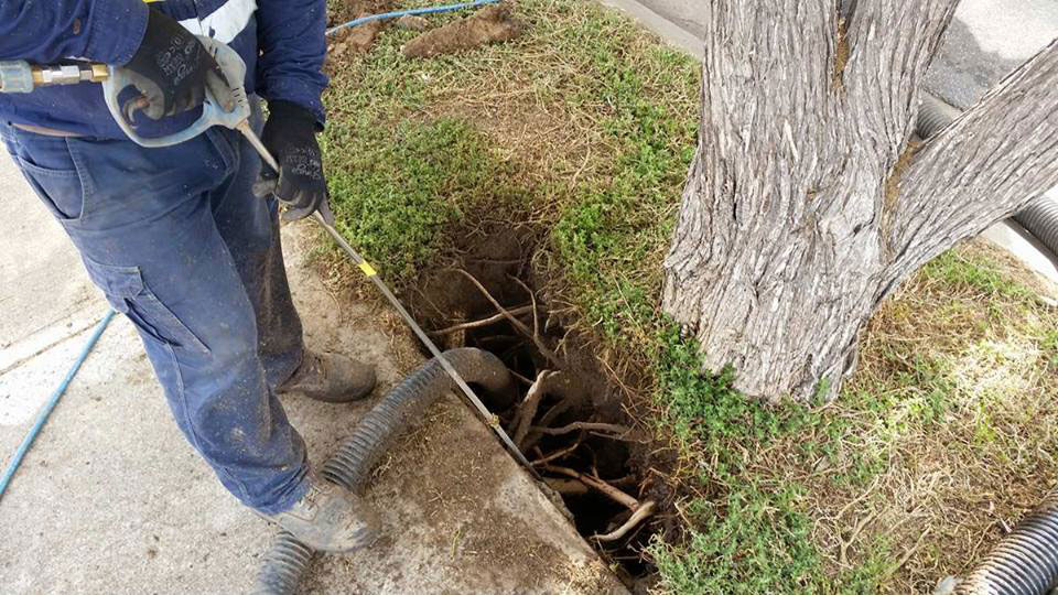 Demonstration of hydro excavation around tree with no damage to the roots